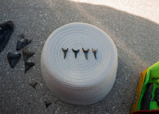 Identifying Shark Teeth in Venice, Florida